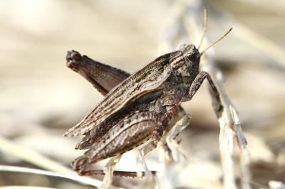 <i>Tetrix undulata</i>