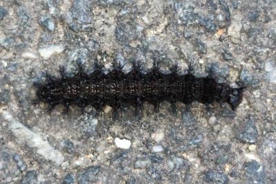 Araschnia levana