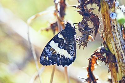 Brintesia circe