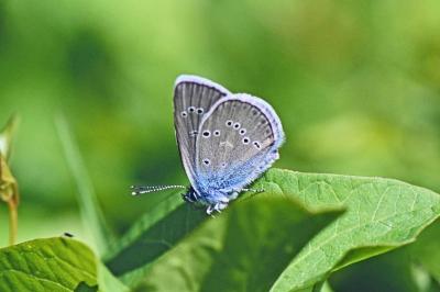 Cyaniris semiargus