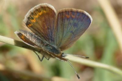 Plebejus argus