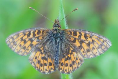 Boloria dia