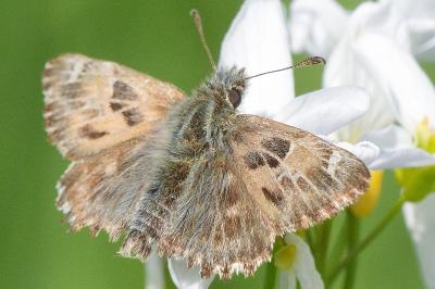 Carcharodus alceae