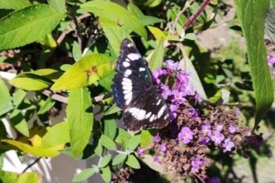 Limenitis reducta