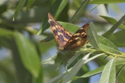 Apatura ilia