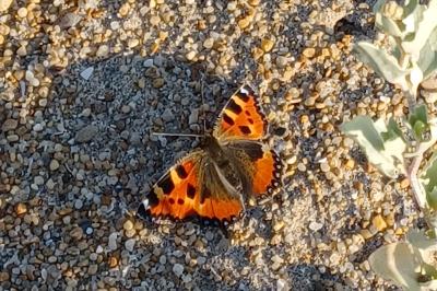 Aglais urticae