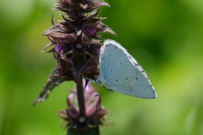 Celastrina argiolus