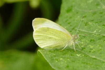 <i>Pieris mannii</i>