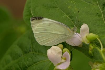 <i>Pieris mannii</i>