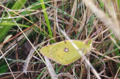 <i>Colias crocea</i>