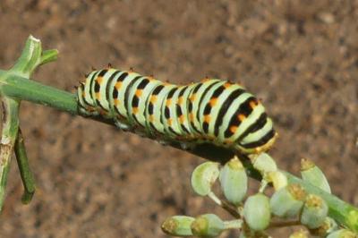 <i>Papilio machaon</i>