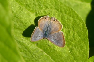 <i>Lampides boeticus</i>
