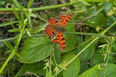 <i>Polygonia c-album</i>