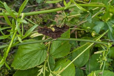 <i>Polygonia c-album</i>