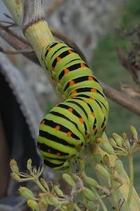 <i>Papilio machaon</i>