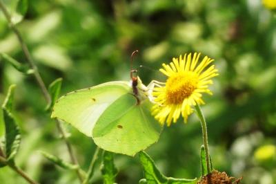 <i>Gonepteryx rhamni</i>