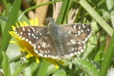 <i>Pyrgus armoricanus</i>
