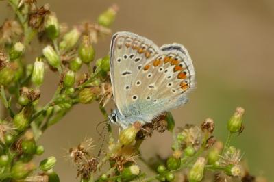 <i>Polyommatus icarus</i>