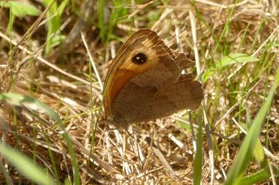 <i>Maniola jurtina</i>