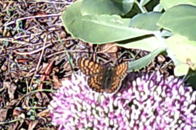 <i>Melitaea phoebe</i>