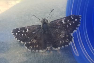 <i>Pyrgus armoricanus</i>
