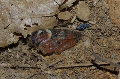 <i>Aglais io</i>