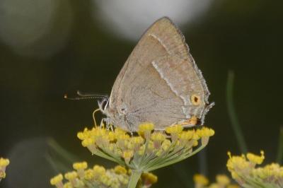 <i>Quercusia quercus</i>