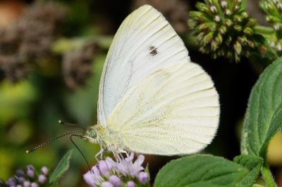 <i>Pieris napi</i>