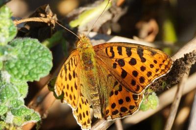 <i>Issoria lathonia</i>