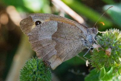 <i>Maniola jurtina</i>