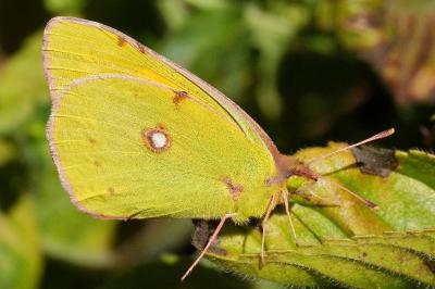 <i>Colias crocea</i>