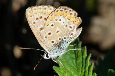 <i>Polyommatus icarus</i>