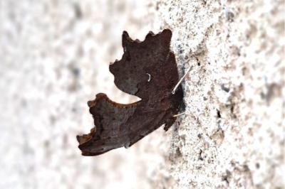 <i>Polygonia c-album</i>