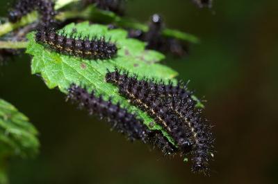 <i>Araschnia levana</i>