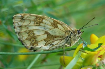 <i>Melanargia galathea</i>
