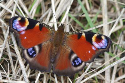 <i>Aglais io</i>