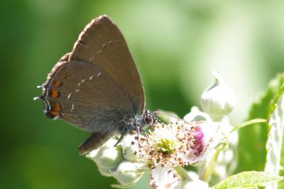 <i>Satyrium ilicis</i>