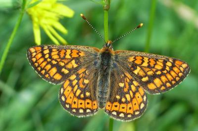 <i>Euphydryas aurinia</i>