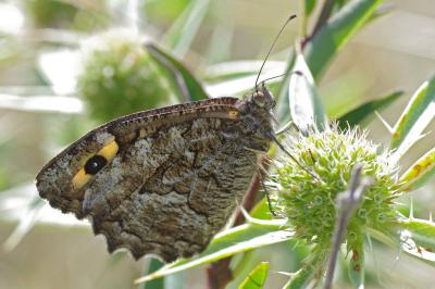 <i>Hipparchia semele</i>
