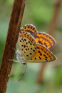 <i>Lycaena tityrus</i>