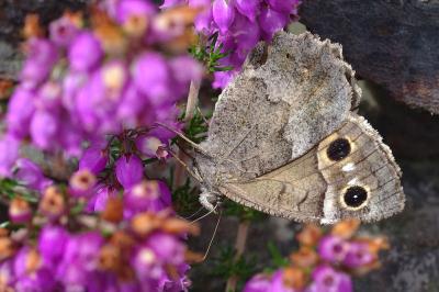 <i>Hipparchia statilinus</i>