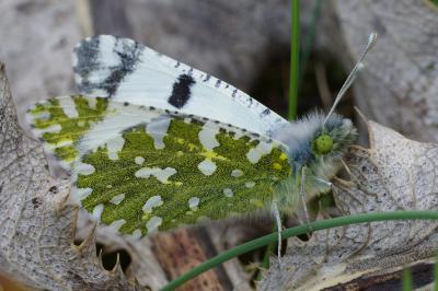 <i>Euchloe crameri</i>
