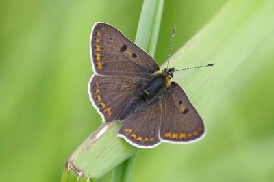 <i>Lycaena tityrus</i>