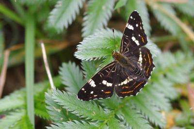 <i>Araschnia levana</i>