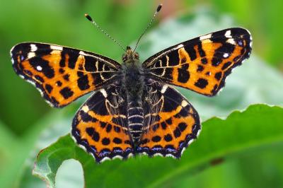 <i>Araschnia levana</i>