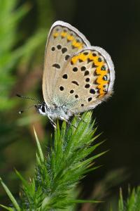 <i>Plebejus idas</i>