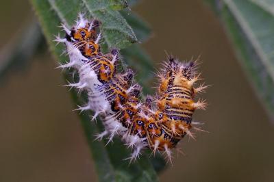 <i>Polygonia c-album</i>