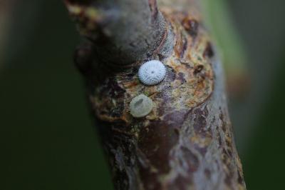 <i>Thecla betulae</i>