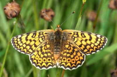 <i>Melitaea cinxia</i>