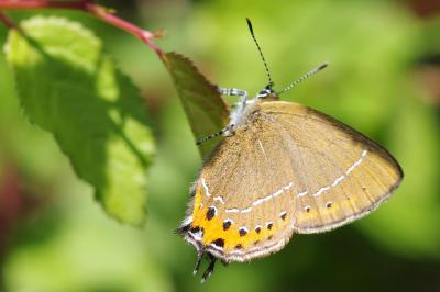 <i>Satyrium pruni</i>